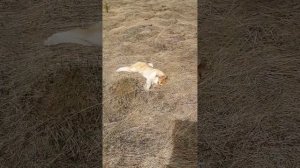 Изготовление шалаша на тетеревином току