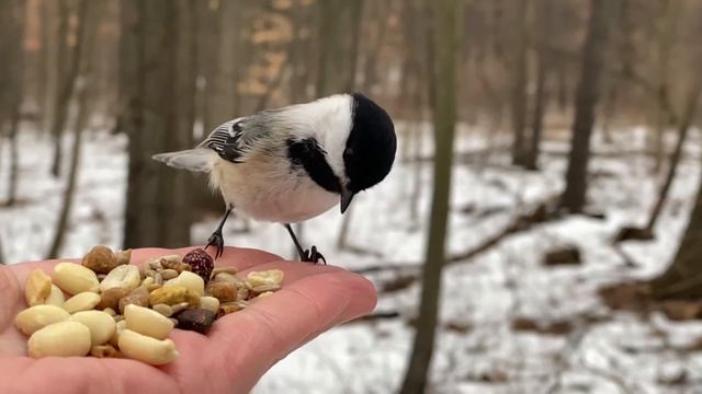Hand-feeding Birds in Slow Mo - Black-capped Chickadee смотреть онлайн