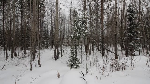 11795936 смотреть онлайн