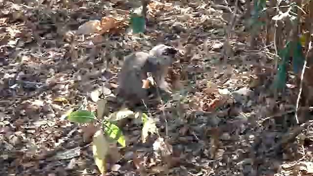 Baby brown lemur - www.lemurer.dk смотреть онлайн