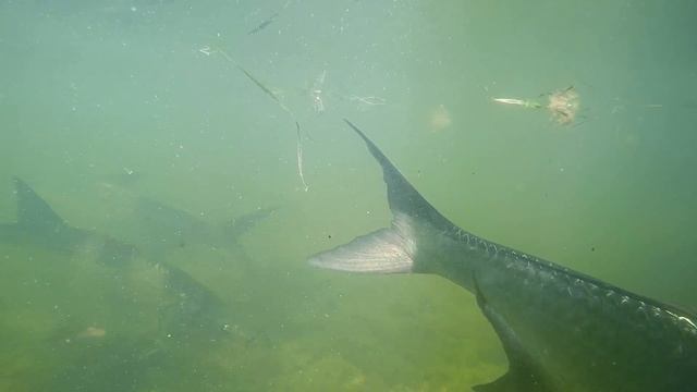 6 foot long tarpon in islamorada смотреть онлайн