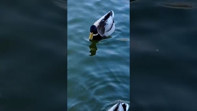 Городские утки. смотреть онлайн