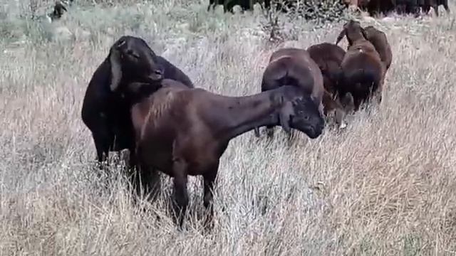 Гиссарские бараны смотреть онлайн