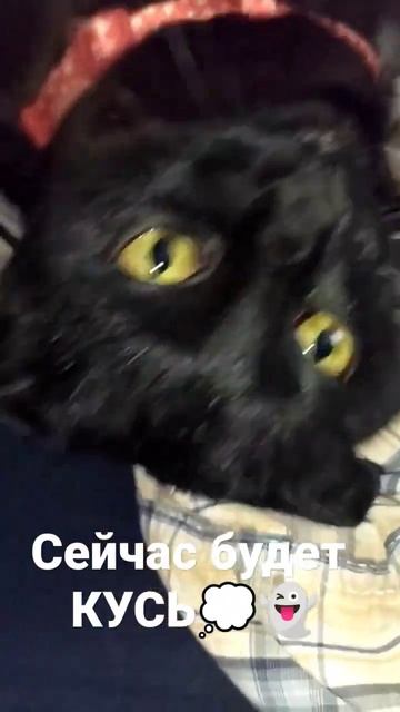 #клякса #чернаякошка #кошка #котики #shots #подписчикинаютуб #киса #чернаяпантера смотреть онлайн