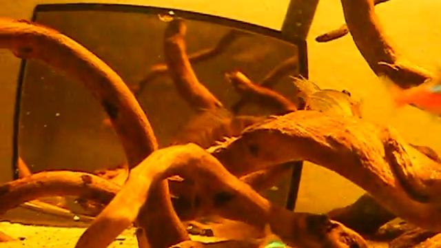 Apistogramma Baenschi Inka смотреть онлайн