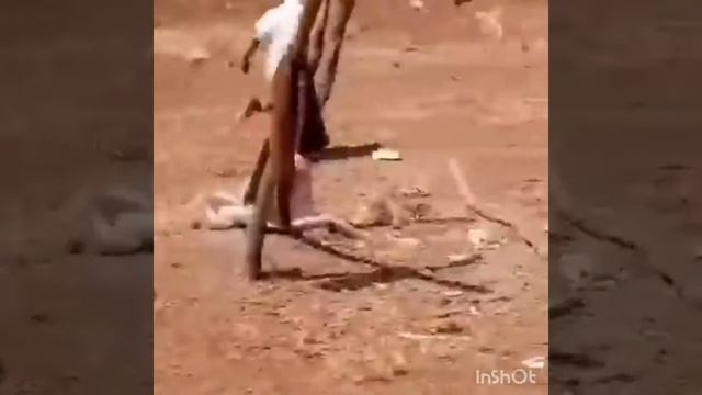 Cock fighting a little boy смотреть онлайн