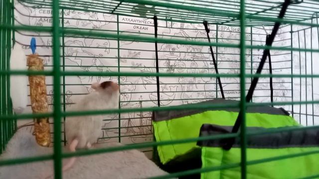 Первая прогулка 🐀Кузи по клетке. Первый раз пьёт с поилки! (2-й день) смотреть онлайн