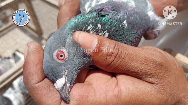 36) Lari Ada Mandi| Lahore Biggest Kabootar Mandi| لاری اڈا| Kabutar Mandi| Khawaja Abdur Rehamn смотреть онлайн