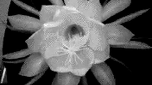 cereus смотреть онлайн