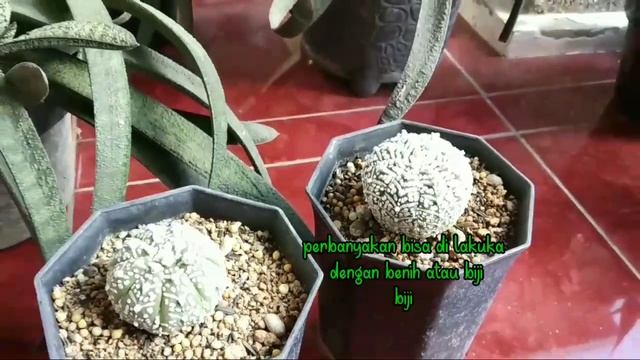 KAKTUS UNIK ASTROPHYTUM SUPER KABUTO V TYPE TANAMAN HIAS смотреть онлайн