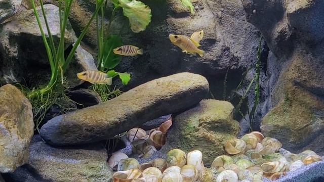 Altolamprologus compressiceps Madarin Kilima/ Neolamprologus similis смотреть онлайн