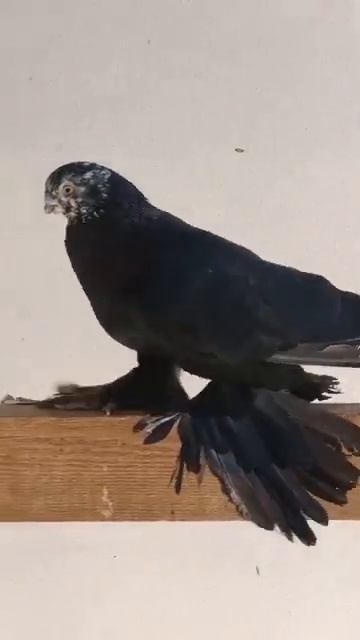 Узбекские голуби Pigeons الحمام Tauben merpati کبوتر 鴿子 ハトkaʙūtar güvercinler porumbei 27/07/24(2) смотреть онлайн