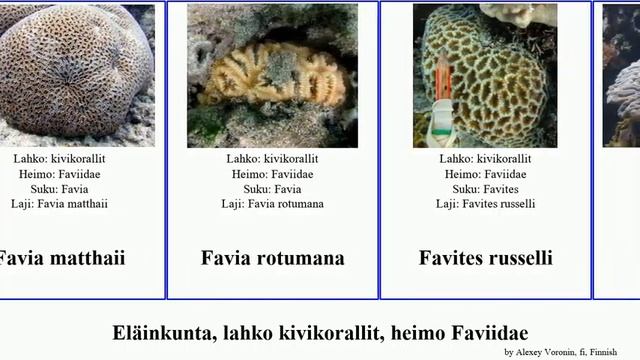 Eläinkunta, lahko kivikorallit, heimo Faviidae animal sinensis Favia Platygyra None leptophylla смотреть онлайн