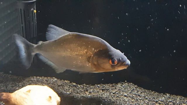 Black Piranha update plus my new Xingu Black Piranha смотреть онлайн