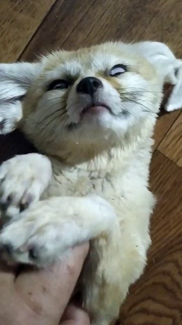 лиса на кайфе❤️ #лисица #фенек #desertfox #fox #fennecfox смотреть онлайн