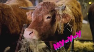 Весёлая корова танцует и поёт Мычание коровы для детей