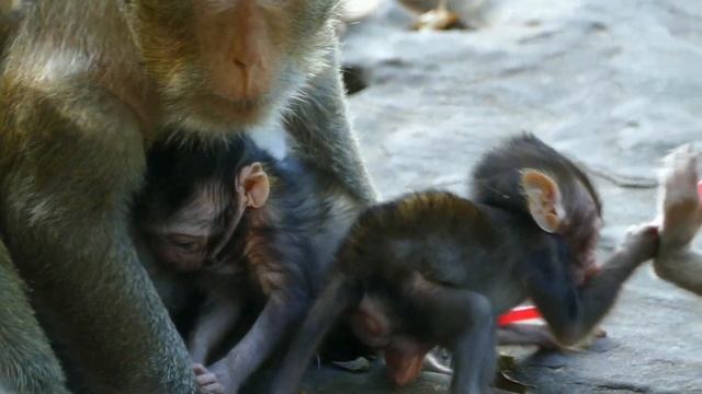 Tara Monkey Warning Tiny Baby Monkey Blaze Not To Annoying Her Adorable Baby Tia смотреть онлайн