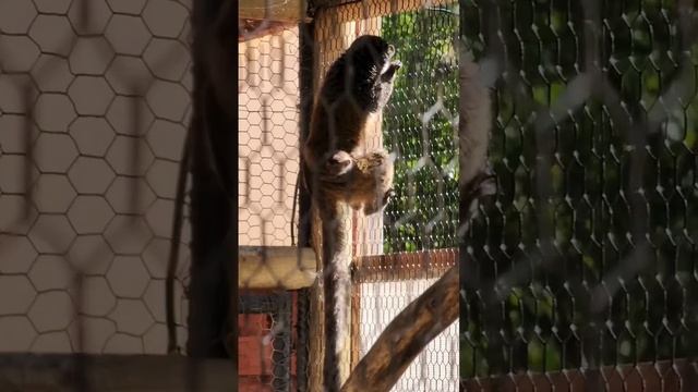 Baby mongoose lemur on Sunday morning 2024-04-21 смотреть онлайн