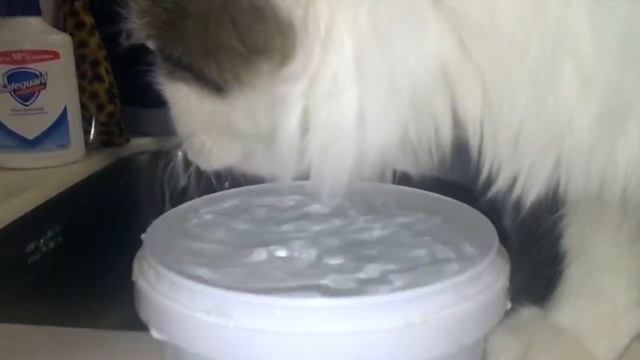 Как пьют коты (SlowMo)