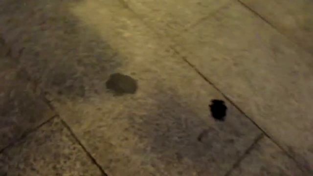 Летучие мыши на улице Сайгона Вьетнам смотреть онлайн