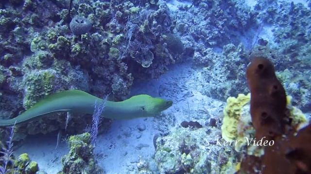 April 1 2017 dive смотреть онлайн