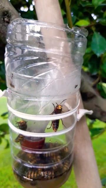Hornet trap in my garden 🇮🇹 #orchard #shorts смотреть онлайн