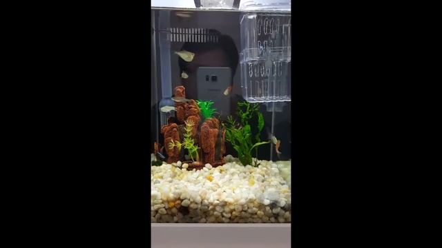 My Mini Fishtank смотреть онлайн