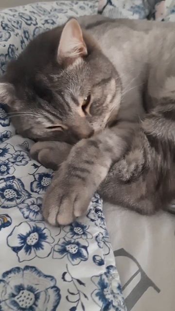 Сладкий сон Кота, Кот спит как ангелочек😇 смешные коты) смотреть онлайн
