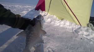 Рыбалка в Советской Хакасии как я люблю. Рыбинспекция    , одним словом ЛЕПОТА !!!!!!