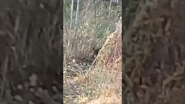 Кабаны смотреть онлайн