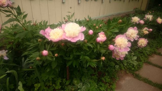 Paeonia - "Souvenir de Gaspard Calot" смотреть онлайн