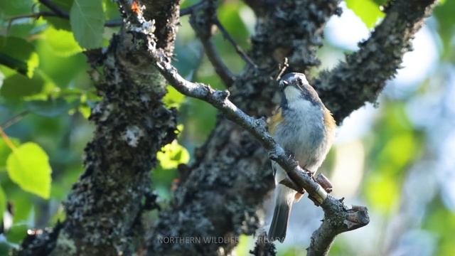Red-flanked bluetail смотреть онлайн