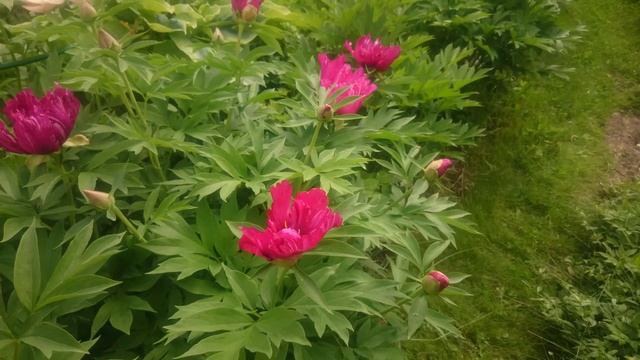 Paeonia Morning Lilac смотреть онлайн