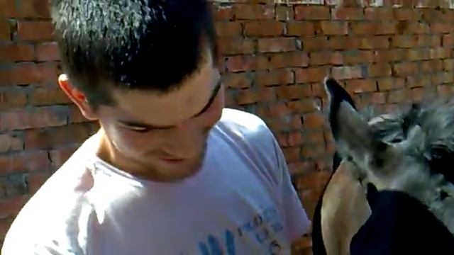 Саид из Дагестана шагьид иншаАллагь с конём нашид 2.mp4 смотреть онлайн