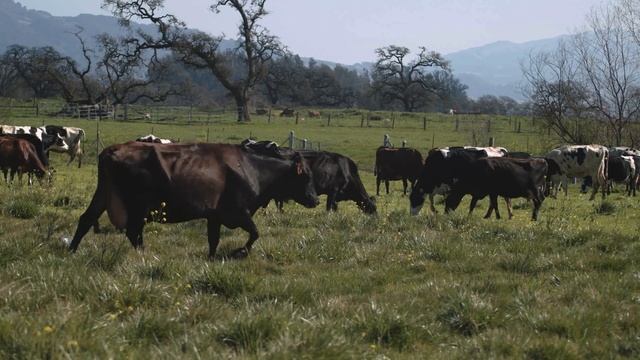 Beretta Family Organic Dairy смотреть онлайн