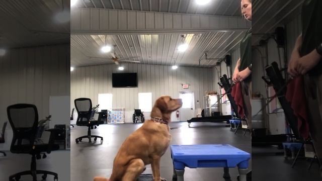 Service Dog in Training UPDATE! смотреть онлайн