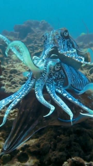 Cuttlefish Ritual de Acasalamento #Shorts смотреть онлайн