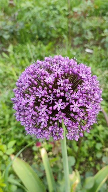 Цветение декоративного лука смотреть онлайн