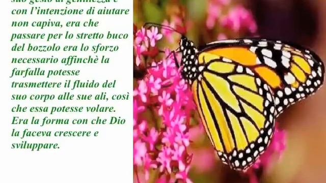 Lezione della farfalla смотреть онлайн