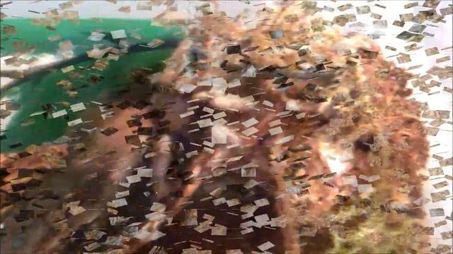 Tarantula Focus Feature #6 - "??DIFFERENCES???" - G. Pulchripes x2 & A. Chalcodes x3 смотреть онлайн