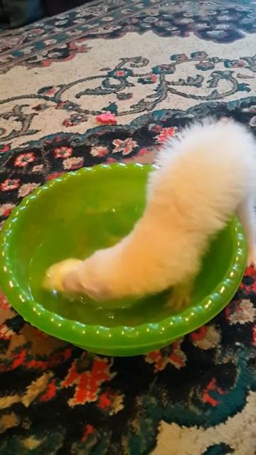 Хорек Соня. смотреть онлайн