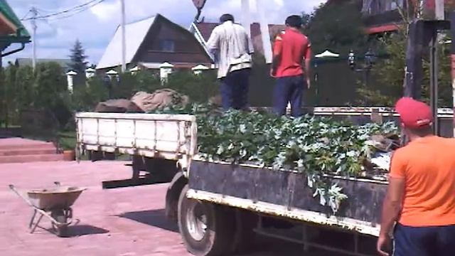 Погрузка кленов смотреть онлайн