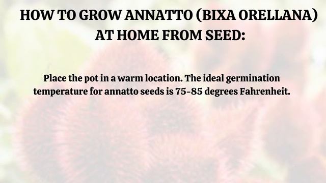 How to Grow Annatto | Bixa Orellana at Home from Seed смотреть онлайн