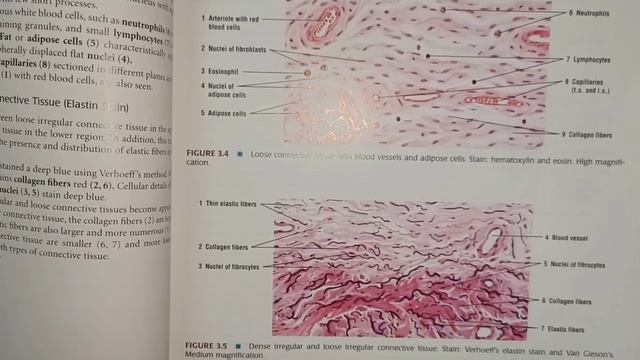 Book Review - Histology смотреть онлайн