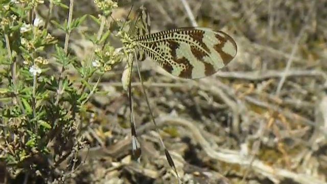 Nemoptera bipennis смотреть онлайн