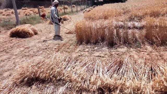 # TECHNICAL PATEL JI गेंहू कटाई मशीन हर्ष पटेल जी का कुआँ । BRUSH CUTTER WHEAT CUTTER смотреть онлайн
