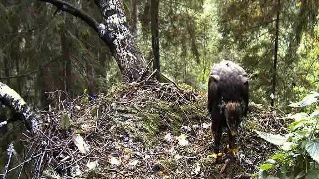 Eagle chick, 41 days old, eats rodents. Lesser Spotted Eagle (Aquila pomarina) смотреть онлайн