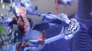 Гуппи Дамбо Мозайка