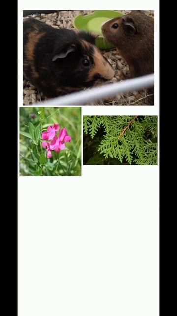 Угадай что можно есть морской свинке часть 68 #морские_свинки #животные #еда #викторина смотреть онлайн