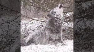 Как воет волк